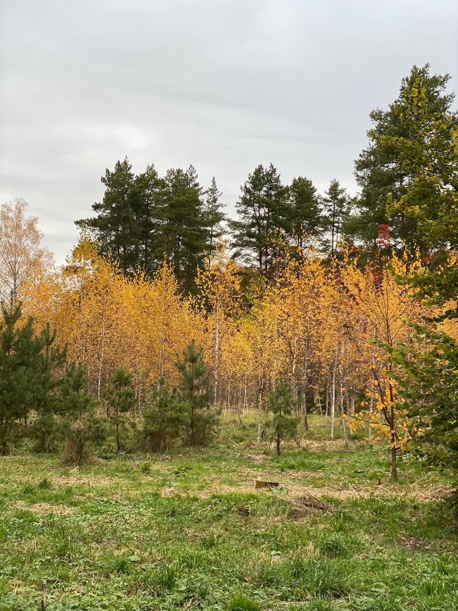 Фото сделано автором в Белоусовском парке Тулы