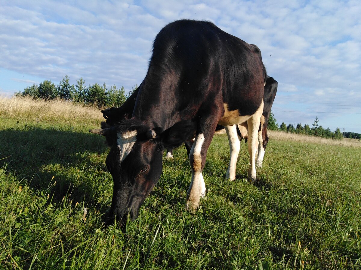 порода коров нью джерси. порода симментальская ,айрширская. корова издалека. корову минская область. коровка джерси.