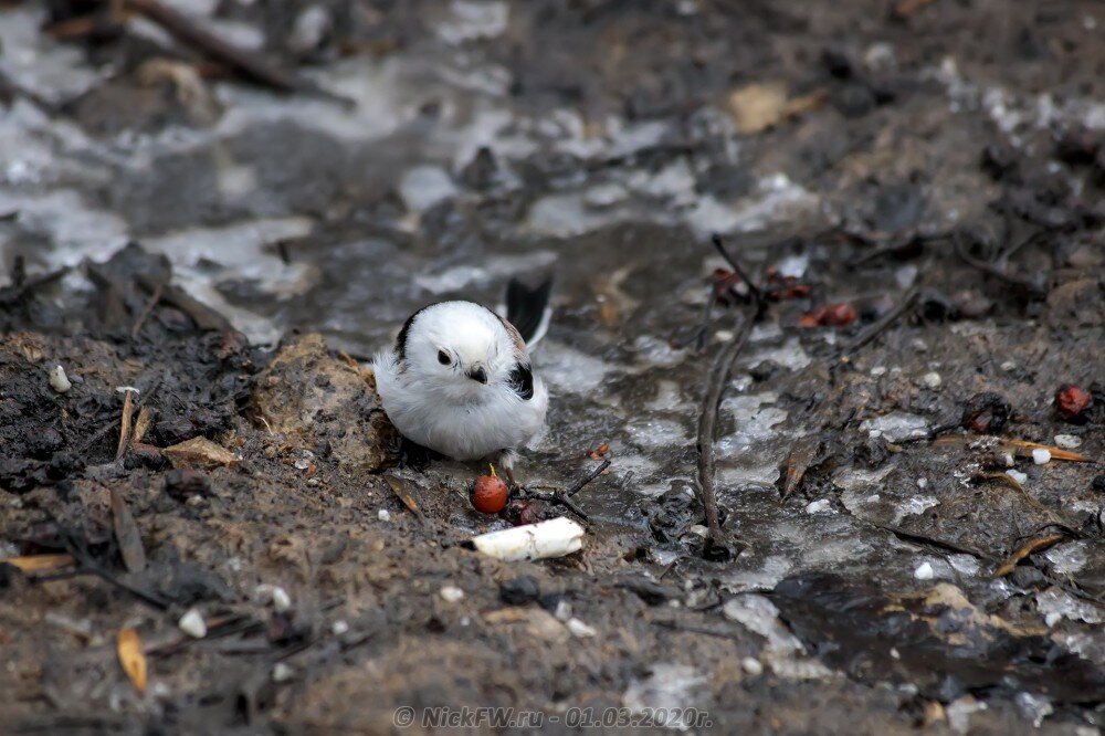 1. Ополовник выискивает ягоды среди бычков и прочего мусора © NickFW.ru - 01.03.2020г.