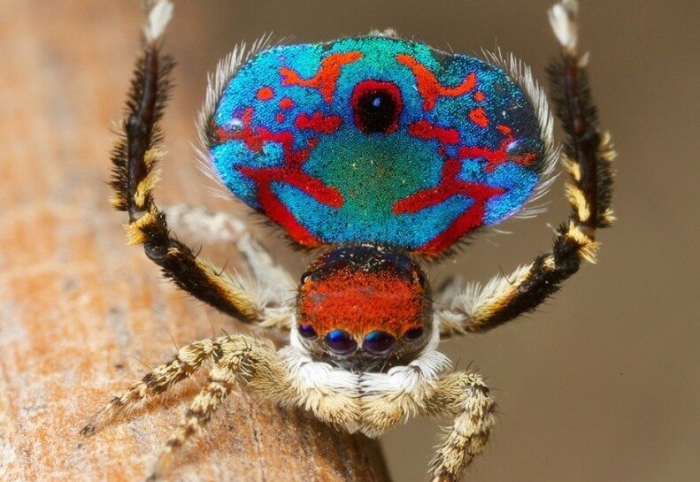 Maratus volans – разноцветный паучок. Яндекс картинки