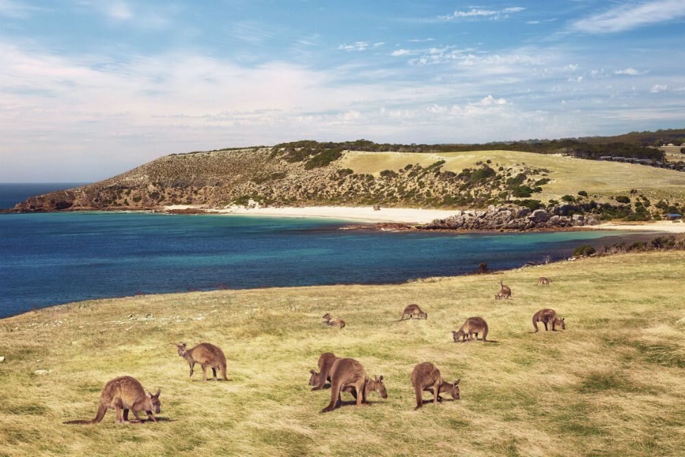 Источник фото: https://www.wendyperrin.com/wp-content/uploads/2018/06/Kangaroo-Island-Australia-CREDIT-South-Australian-Tourism-Commission-1000x667.jpg 