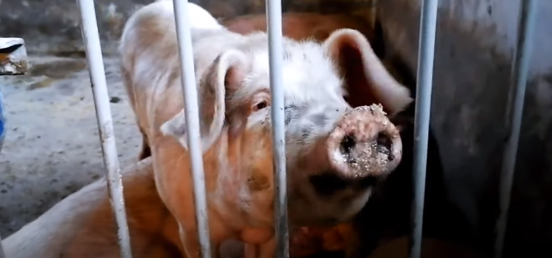 Пятачок пролез