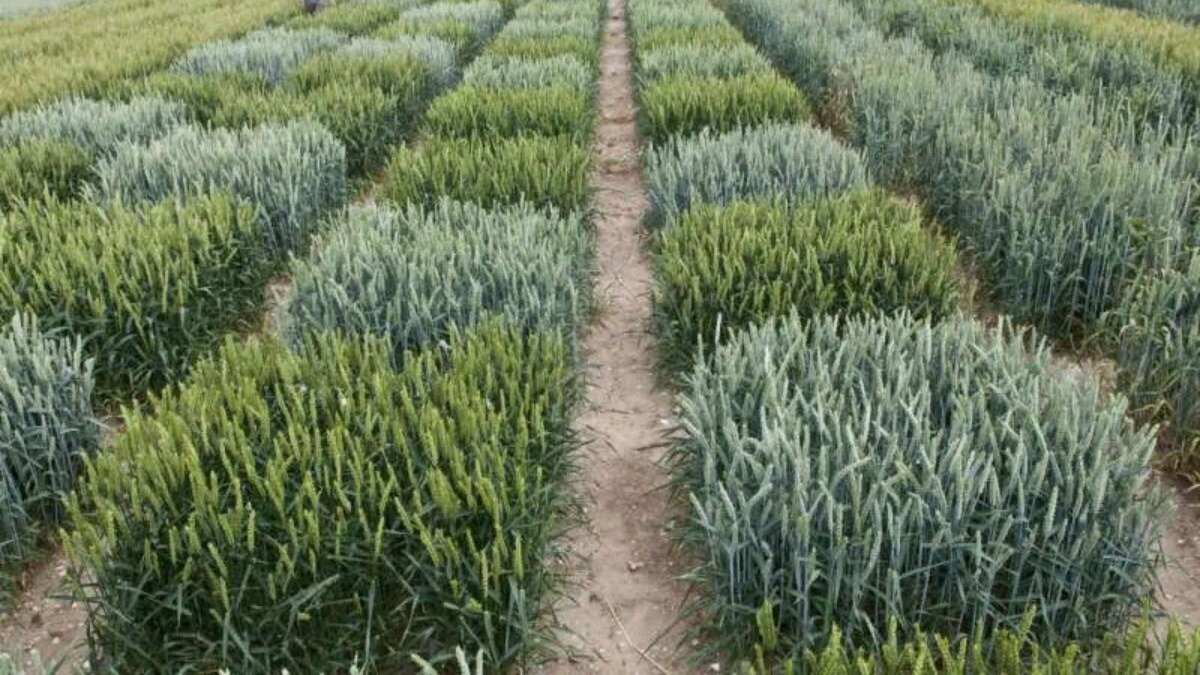 Фото:www.jic.ac.uk Селекция пшеницы на опытных полях в Великобритании