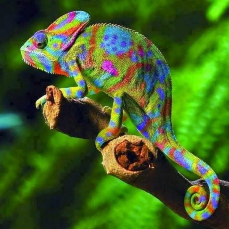 Необходимо приспосабливаться как хамелеон 