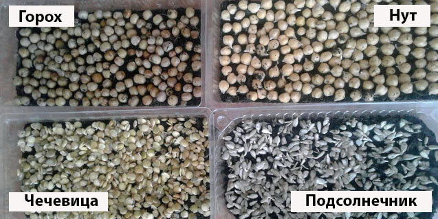 День второй. Почти все семена проклюнулись. Нут вырывается вперед