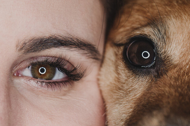 Взято https://image.freepik.com/free-photo/studio-portrait-human-dog-eyes-pets-concept_139317-2577.jpg