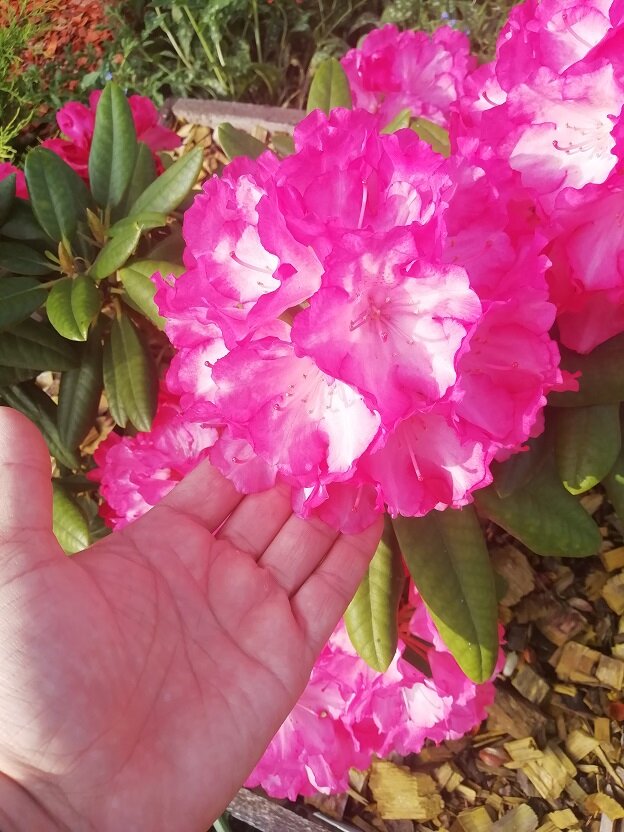 Рододендрон вечнозелёный