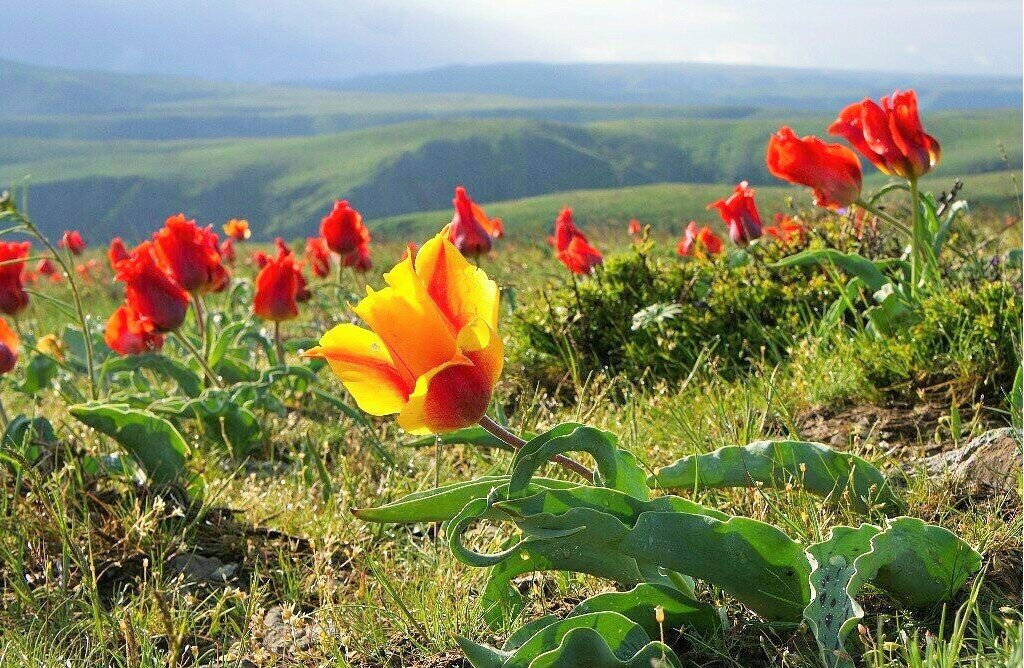 Растения на Алтае в степи