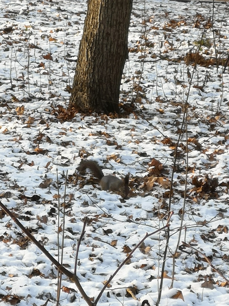 Пушистая красавица.