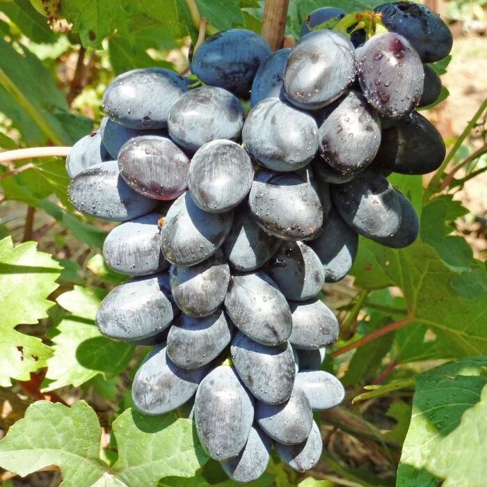 Волгоградский виноградарь поделился секретами выращивания хорошего урожая