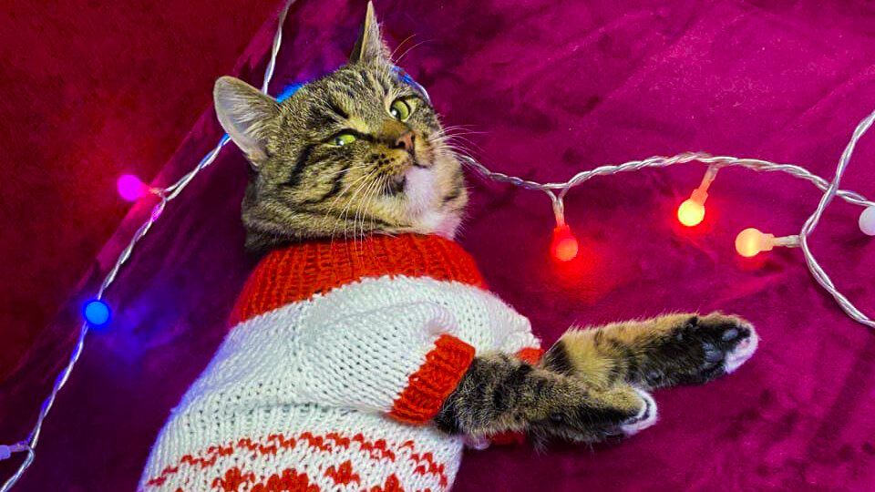 Как связать свитер для кота. Вяжем одежду для животных. Наряды для кошки.