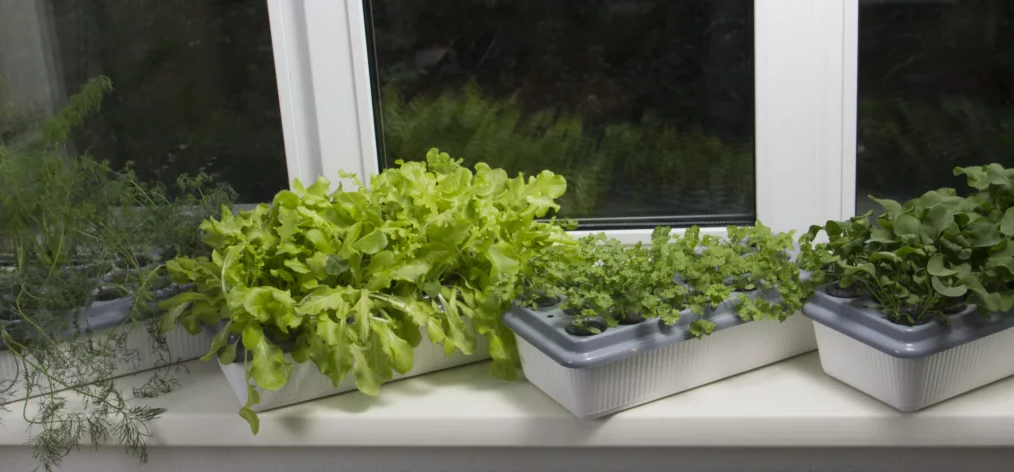 На дно горшков желательно класть керамзит