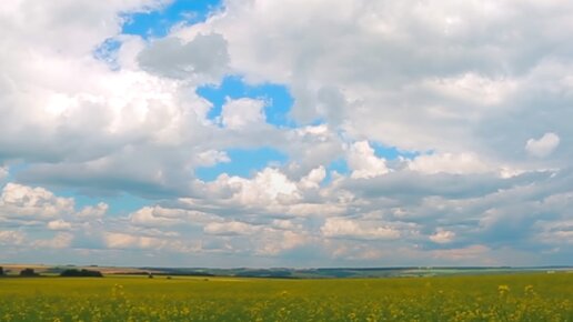 Как производят рапсовое масло