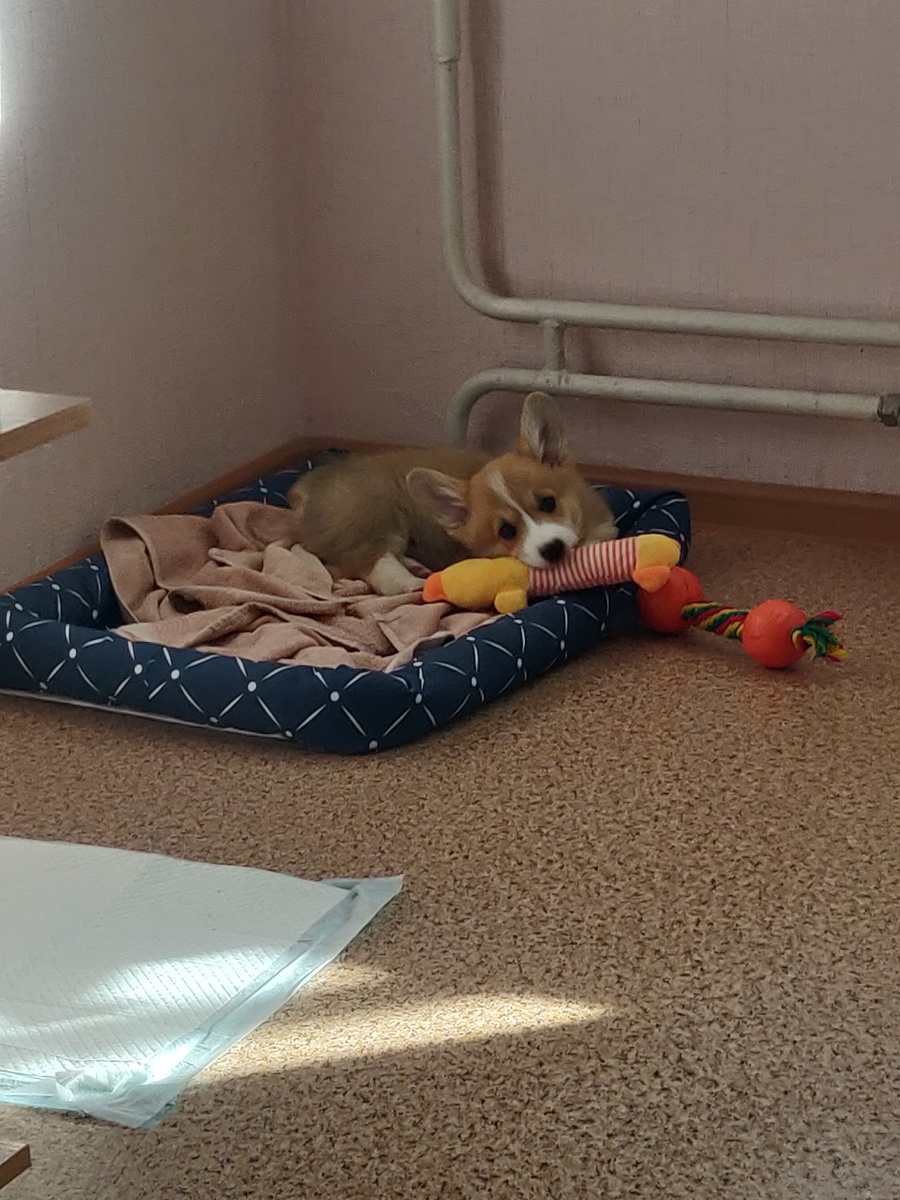 Как тетерев все натаскал в гнездо