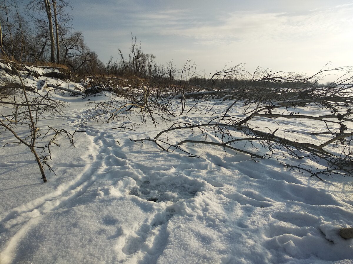 В коряжнике могилевский