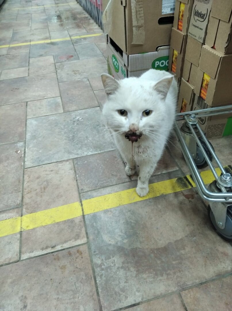 У кота кальцивироз, вскрылись язвы во рту, кот совсем не может есть.