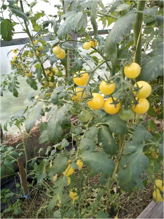 Томат ЧЕРРИ желтый (фото автора)