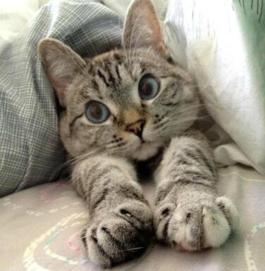 Симорон, исполнение мечты