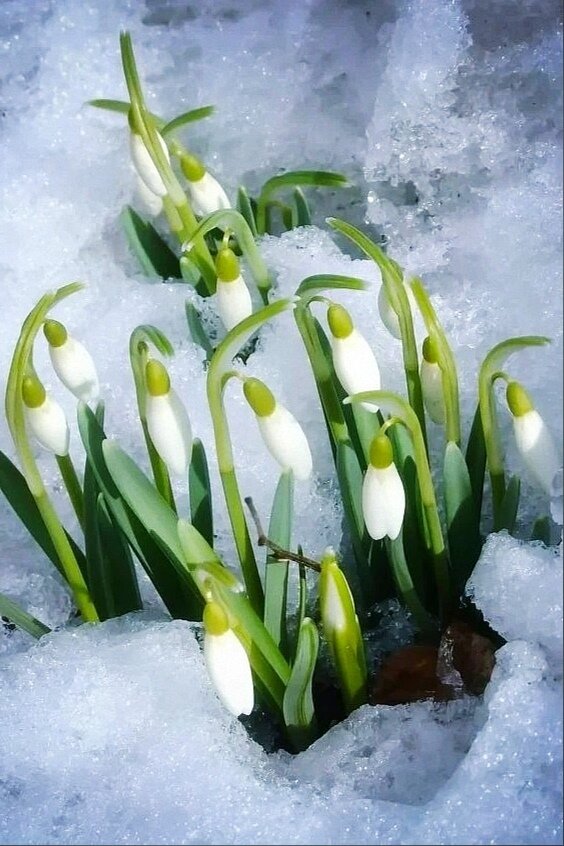 Нежность весны