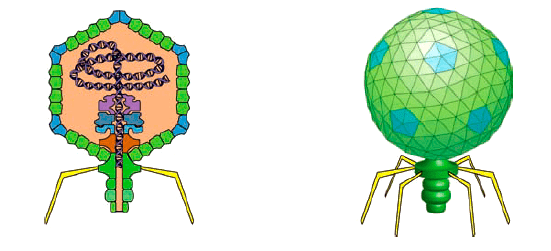  Бактериофаг Т7 — срез через вирион (слева) и общий вид (c) Wikipedia