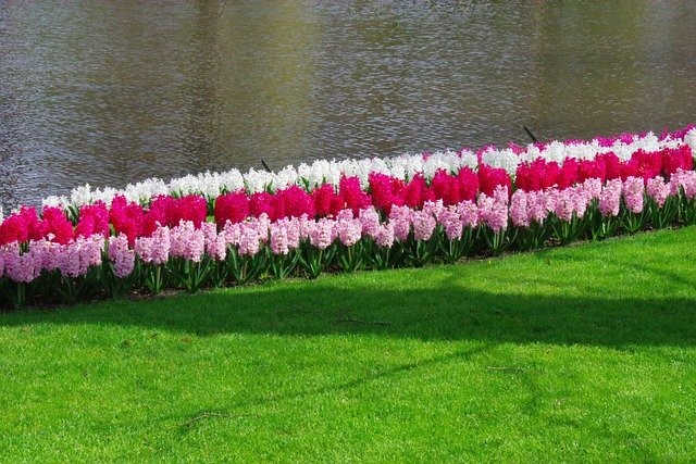 Весна красна цветами, а Нидерланды – тюльпанами