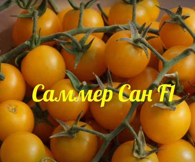 Самер сан. Томат саммер Сан. Томат саммер тайм Голд. Томат саммер Сан купить семена. Томат саммер Сан отзывы