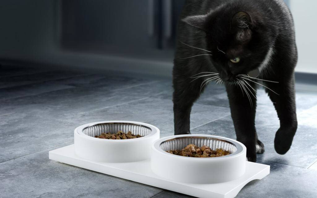 Почему кошки закапывают еду? | Маргарита Логинова | Дзен
