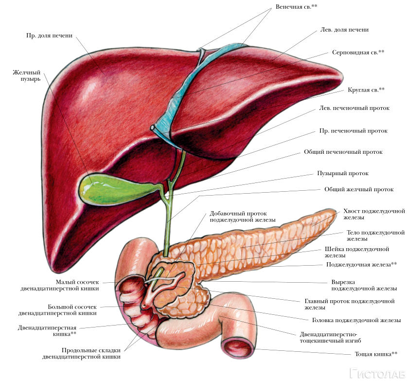 Пищеварительная система анатомия печень. Санториниев проток поджелудочной железы. Печень, желчный пузырь, поджелудочная железа анатомия строение. Строение печени желчный пузырь поджелудочная.