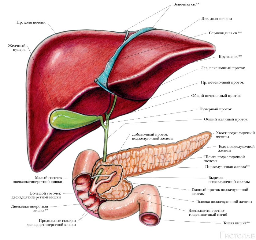 Печень орган в организме. Санториниев проток поджелудочной железы. Печень, желчный пузырь, поджелудочная железа анатомия строение. Строение печени желчный пузырь поджелудочная. 12-Перстная кишка печень поджелудочная железа строение.