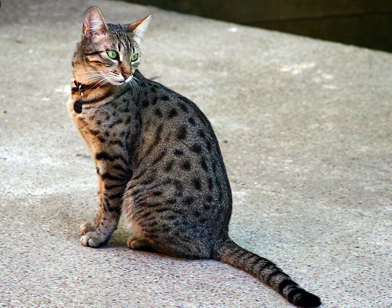 Египетская мау-кошка бронзового цвета | CC BY 2.0 https://clck.ru/WK3R2