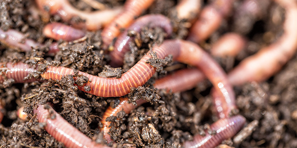 черви дождевые