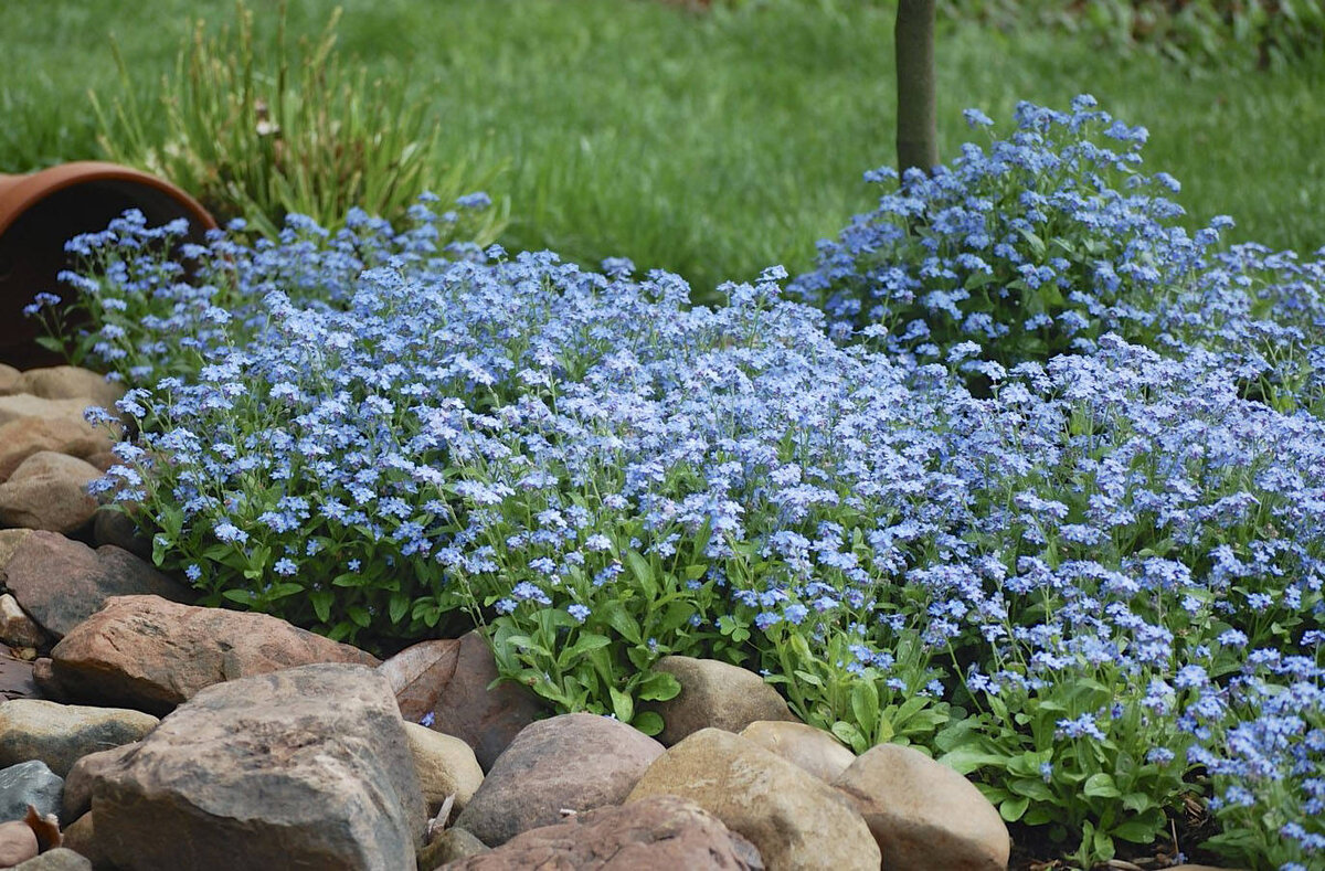 Незабудка Лесная Myosotis sylvatica