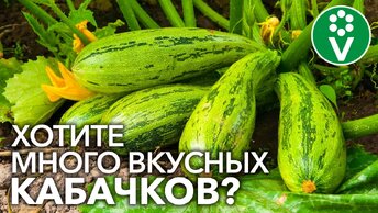 Кабачков Не Счесть! ОТ Этой Подкормки кабачки растут без нитратов, долго хранятся и не болеют