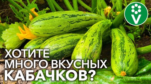 Кабачков Не Счесть! ОТ Этой Подкормки кабачки растут без нитратов, долго хранятся и не болеют