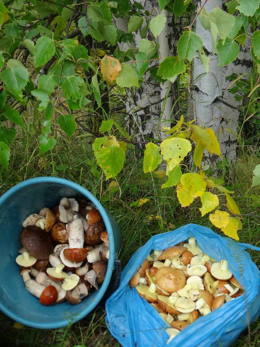 маслята , подберёзовики и подосиновики , фото автора