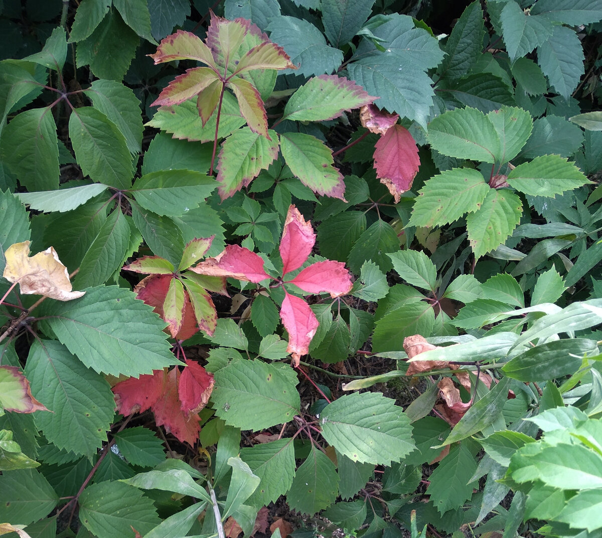 осень грядёт, вот уже и виноград покраснел