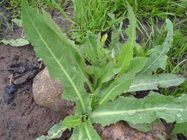 Самый эффективный способ борьбы с сорняками, это ручная прополка. Ссылка на фото https://bitly.su/WLGvfQLU.