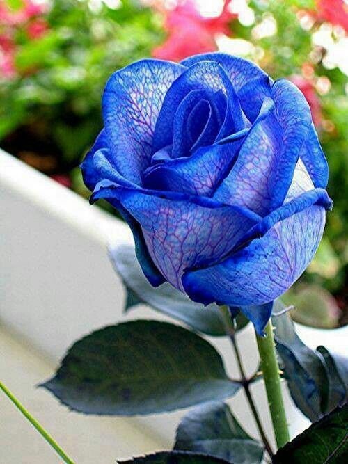 pinterest.ru