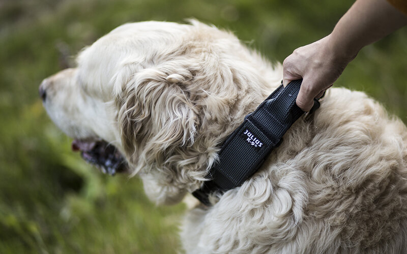 Тактический, дрессировочный, военный- все по-разному называют ошейник с ручкой, позволяющий, помимо прочего, спокойно водить собаку без поводка. Фото julius-k9.com