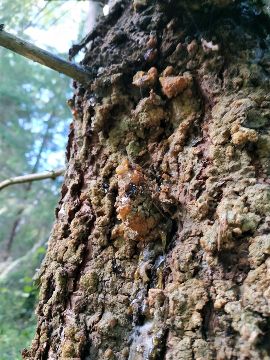 Смола на ёлке. 