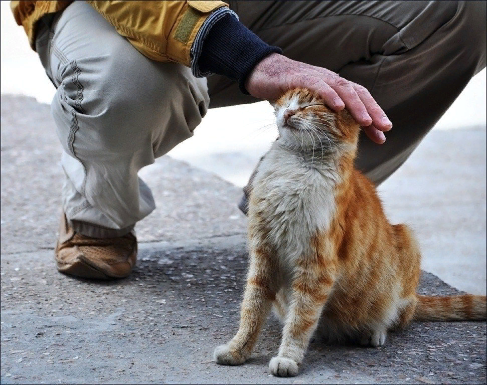 Хочу взять кота с улицы. Какая последовательность действий?