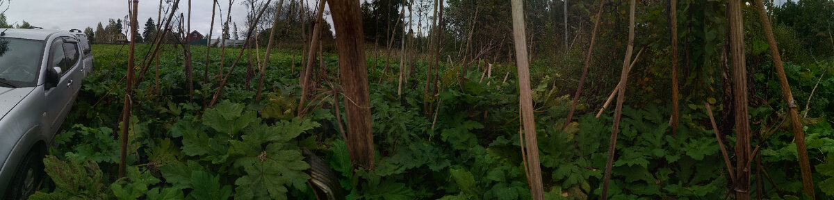 13 соток, борщ до домов на заднем плане и по кусты справа.