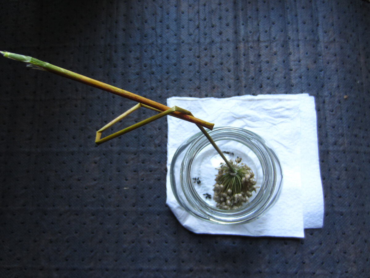 Сушить соцветия такого типа удобнее в стеклянной банке, чем на газете или ещё как-то