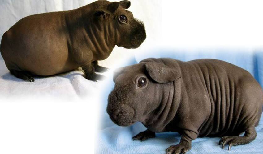 Моя Ланочка.