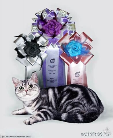 Кошка из питомника SolidFold