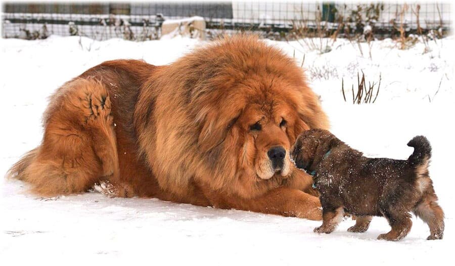 Тибетский мастиф