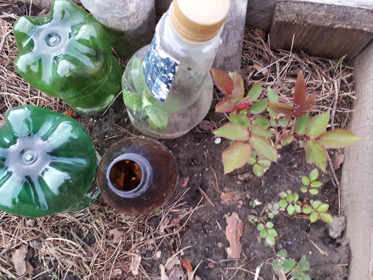 Череночники