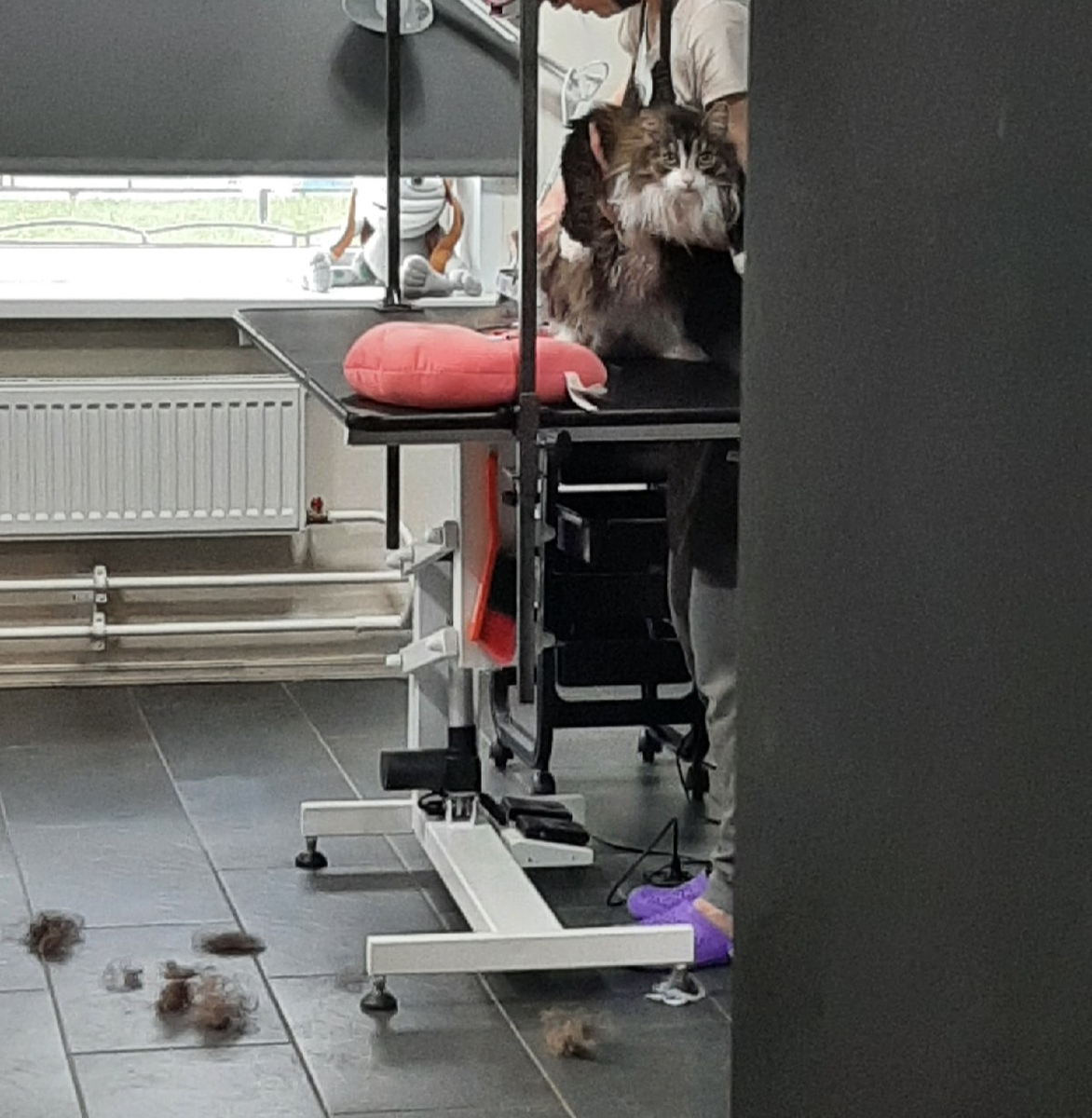 По отношению к мастеру она не может проявлять агрессию: человек-то чужой, место незнакомое. Чай, не у себя дома!