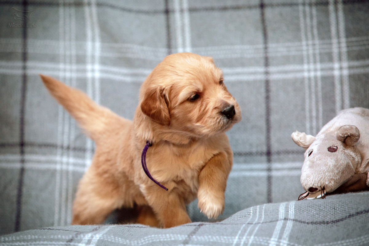 Midori Line Bronzo Di Riace. Фото хозяйки питомника Ирины Охотниковой