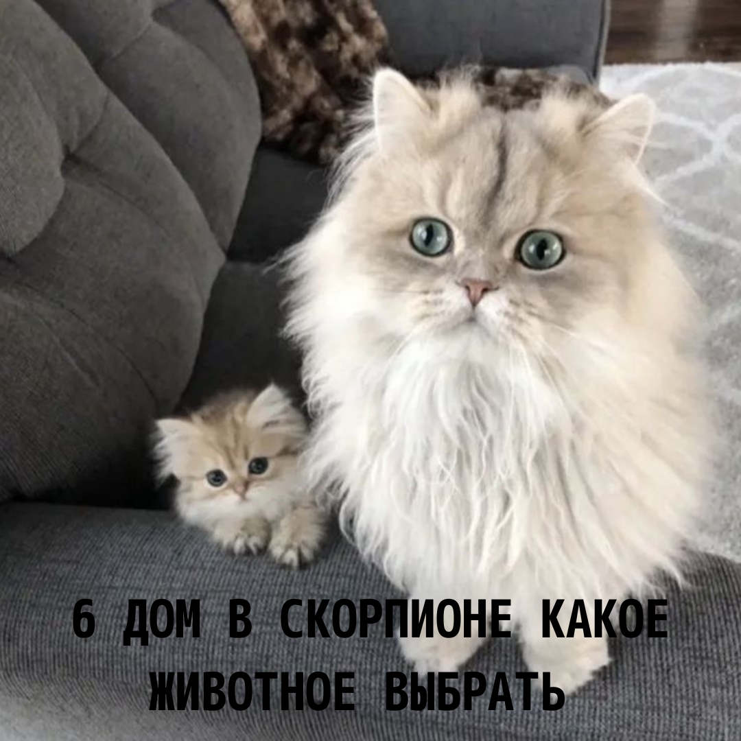 @astrolog_golubalena